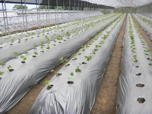 Agricultural film laid over crop rows